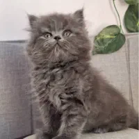 گربه های زیبا و اصیل|گربه|شیراز, فرهنگ شهر|دیوار