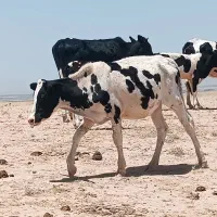 دو گاو فروش فوری