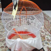 طوطی عروس|پرنده|رشت, کوی مهر|دیوار