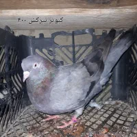 کبوتر|پرنده|قشم, |دیوار