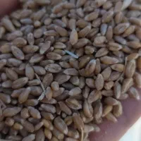 گندم آبی صربستانی یونی استار