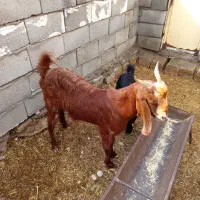 بز تیشتر بیگ