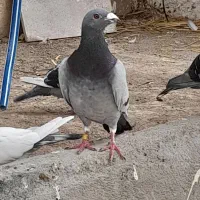 دوبرنرفراری داده م|حیوانات|اردبیل, |دیوار