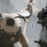 کفتر پرشی کلاغ زرد|پرنده|مشهد, امیرآباد|دیوار