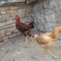 خروس لاری اصل با مرغ|حیوانات مزرعه|سبزوار, باهنر|دیوار