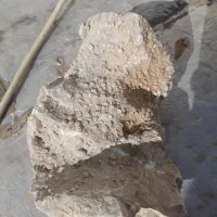 سنگ فسیلی