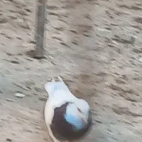 کبوتر طوقی ماده