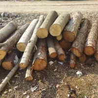 خریدچوب وقطع درخت توت عرعرکاج گردو|خدمات باغبانی و درختکاری|مشهد, رسالت|دیوار