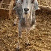 بزچاق میش چاق بز سرمایه|حیوانات مزرعه|مرودشت, ده بید|دیوار