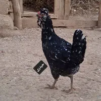 گلین|حیوانات مزرعه|اصفهان, درب کوشک|دیوار