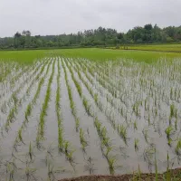 دستگاه نشا ۶ردیفه