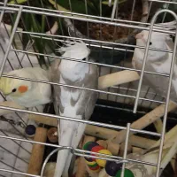 وایت فیس طوسی باهوش|پرنده|زنجان, |دیوار