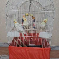 سه تا عروس هلندی