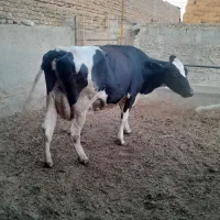گاو