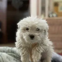 تریر|سگ|تبریز, |دیوار