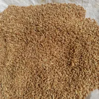 فروش گندم|خوردنی و آشامیدنی|شیراز, اکبر آباد|دیوار