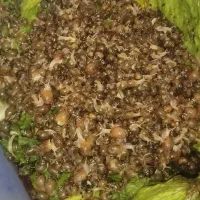 فروش  جوجه حلزون زیر قیمت