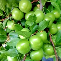 نهالستان پالیز دارای ارقام متنوع نهال دیرگل.|خدمات باغبانی و درختکاری|نطنز, |دیوار