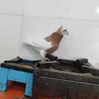 کبوتر طوقی نر|پرنده|فسا, |دیوار