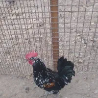 خروس گلین|حیوانات مزرعه|ری, سیزده آبان|دیوار