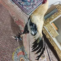خروس جاوا تضمینی پایه مامل تخفیف جزیه داره
