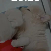 توله عروسکی پامر