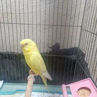 مرغ عشق هلندی چشم قرمز|پرنده|برازجان, |دیوار