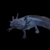 گیاه طبیعی|ماهی|اهواز, کوی سعدی|دیوار