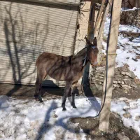 یک عدد قاطر نر 9سال کاری و باری