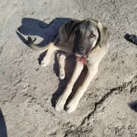 سگ ماده|سگ|ایواوغلی, |دیوار