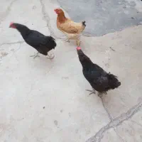 مرغ اری تخم گذار|حیوانات مزرعه|اندیکا, |دیوار