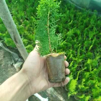 کامیس نوکدار نشا