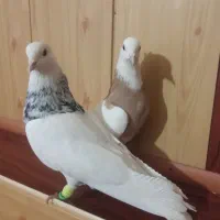 طوقی الماسی