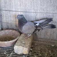 اصفهانی ماده سبز کاکلی قدیمی