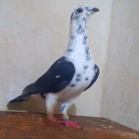 کبوترکشکی سیاه سینه سفیدالمانی نربی عیب