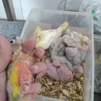 طوطی گرینچیک|پرنده|گنبد کاووس, |دیوار
