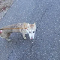 توله هاسکی پاکوتاه