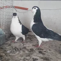 جفت چپ دم بدون عیب