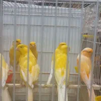 فروش قناری بلند مست شلاقی(شاخص)|پرنده|نهاوند, |دیوار