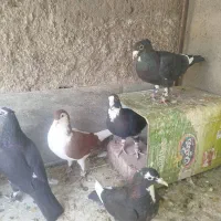 کفتر فروشی