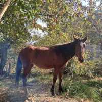 اسب مادیان آبستن|اسب و تجهیزات اسبسواری|گزنک, |دیوار