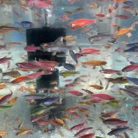 فروش انواع ماهیان گیاهخوار گوشتخوار گیاهان طبیعی|ماهی|گرگان, |دیوار