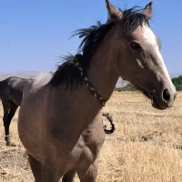 فروش اسب فوری