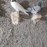 کبوتر پرشی|پرنده|تربت‌حیدریه, پائین ولایت|دیوار