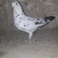 کبوتر رنگه|پرنده|مشهد, شهرک صنعتی توس|دیوار