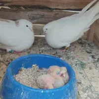 کبوتر|پرنده|شیراز, تندگویان|دیوار