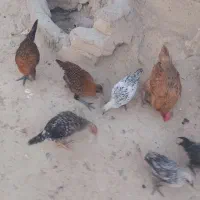 ۴۰۰.   ۸۰۰|حیوانات مزرعه|منج, |دیوار