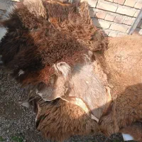 پوست گوسفند|پادری|گنبد کاووس, |دیوار