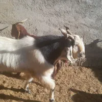 ۵۰راس بز جوان