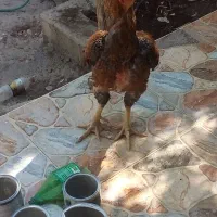 فروش مرغ و خروس لاری|پرنده|جویم, |دیوار